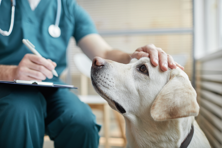 As consultas veterinárias preventivas são fundamentais para manter a saúde e o bem-estar dos animais de estimação. 
                        Durante essas consultas, o veterinário realiza uma avaliação completa, incluindo exame físico, atualização de vacinas 
                        e orientações sobre alimentação e cuidados gerais. O objetivo é detectar precocemente sinais de doenças e oferecer 
                        medidas preventivas, como vermifugações e controle de parasitas. Essas visitas regulares ajudam a garantir que os 
                        pets permaneçam saudáveis e ativos, além de promover a longevidade. A prevenção é sempre mais eficaz e econômica 
                        do que o tratamento, por isso, agendar consultas periódicas é essencial para o cuidado adequado dos nossos amigos de quatro patas.
