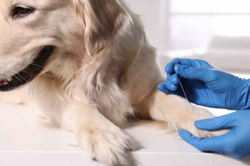 As suturas veterinárias são técnicas utilizadas para fechar feridas ou incisões cirúrgicas em animais, 
                            promovendo a cicatrização e prevenindo infecções. Existem diferentes tipos de suturas, que podem ser 
                            absorvíveis ou não, dependendo da natureza da lesão e do tempo necessário para a recuperação. O veterinário 
                            escolhe a técnica de sutura mais adequada com base no tipo de tecido envolvido e na localização da ferida. 
                            Durante o procedimento, é importante garantir que a sutura seja feita com cuidado para minimizar cicatrizes 
                            e promover uma cicatrização adequada. O acompanhamento pós-operatório é crucial, e os tutores devem estar 
                            atentos a sinais de infecção ou complicações. As suturas desempenham um papel vital na recuperação de animais, 
                            contribuindo para o seu bem-estar e saúde a longo prazo.
